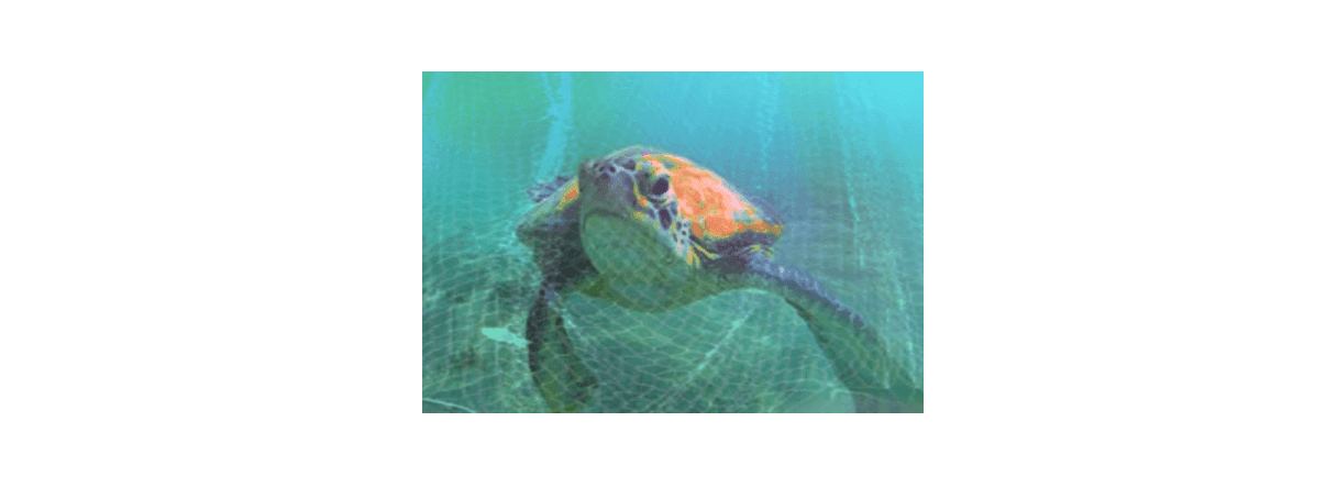What is ghost fishing? To what extent is ghost fishing an environmental problem?